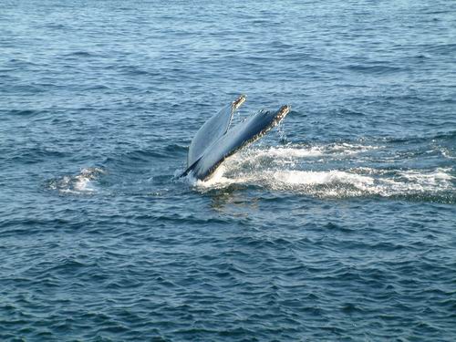 �i���S�ɮ��쨺�u���u���C��... �d�I��ѡA�U���A�ӡI